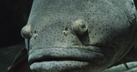 Portrait of an Goliath Grouper. Video stock 116223893