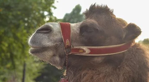 Portrait of a good camel.Profile view on forest background. Stock Photos