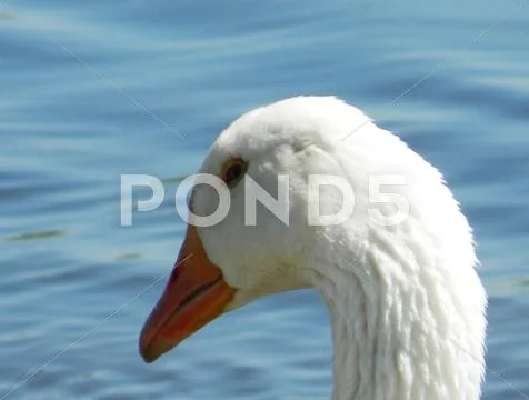 Portrait of a goose Stock Photos