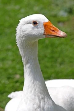 Portrait of goose Stock Photos