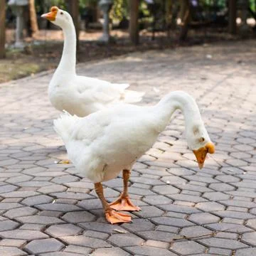 Portrait  of goose Stock Photos