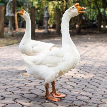 Portrait of goose Stock Photos