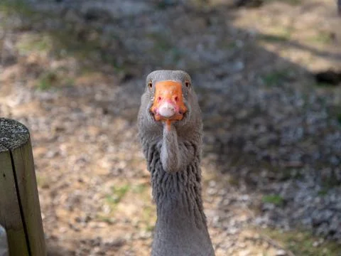 Portrait of a goose Stock-Fotos