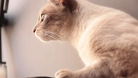 Portrait of a gorgeous curious siamese cat with blue eyes looking towards cam Stock Footage 142168302