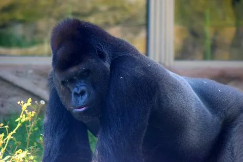 Portrait of a gorilla looking at camera. Stock Photos