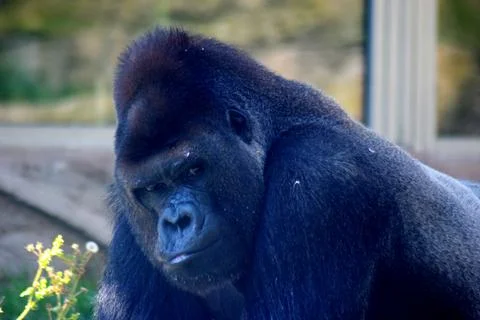 Portrait of a gorilla looking at camera. Stock Photos