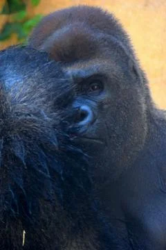 Portrait of a gorilla looking at camera. Stockfoto's