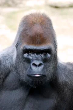 Portrait of gorilla Stock Photos
