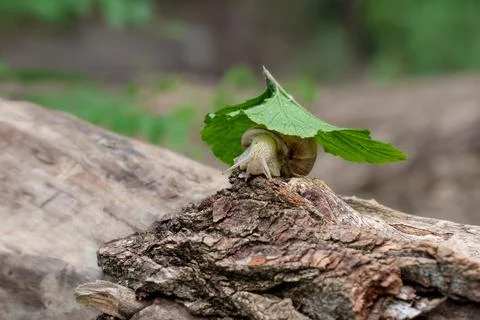 Portrait of a grape snail on a green leaf. Stock Photos