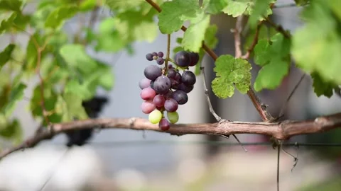 Portrait of grape vine with bunch of grapes moving from wind, horizontal 4k foot Stock Footage 211164918