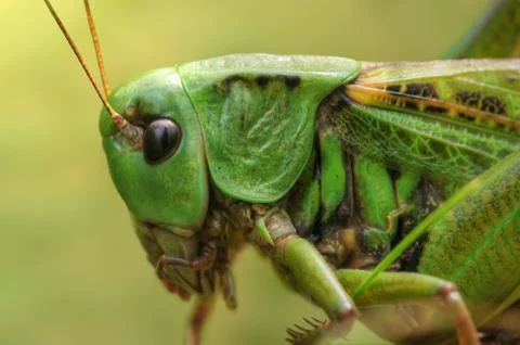 Portrait of grasshopper Stock Photos