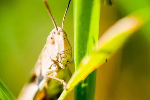 Portrait of grasshopper Stock Photos