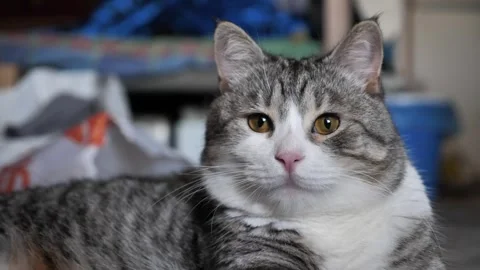 Portrait of a gray cat close-up. Beautiful look of a cat Stock Footage 314059737