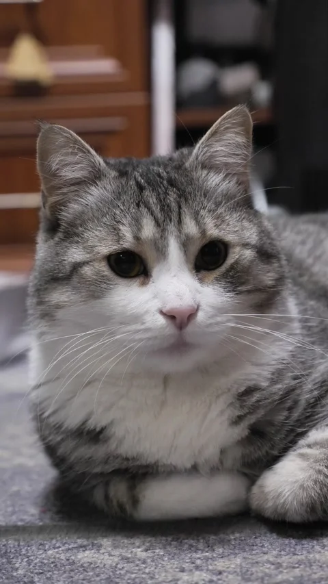 Portrait of a gray cat close-up. Beautiful look of a cat Stock Footage 338029206