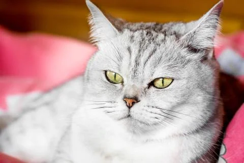 Portrait of a gray cat. close-up. Stock Photos