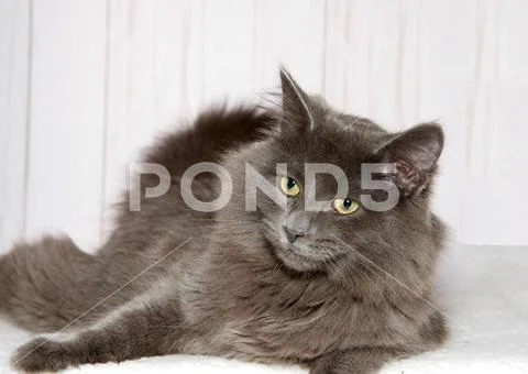 Portrait of a gray cat laying on a soft blanket looking to viewers left. Ligh Stock Photos