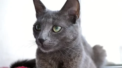 Portrait of a gray cat looking around. beautiful cat look Stock Footage 244501281