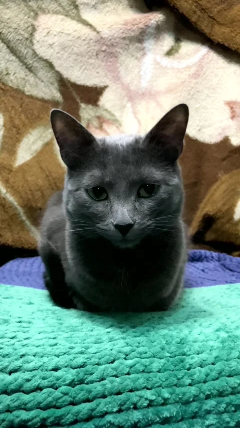 Portrait of a gray cat looking around. beautiful cat look. vertical video. Stock Footage 272172539