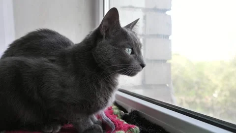 Portrait of a gray cat looking out the window. A beautiful view of a cat. Stock Footage 338028897