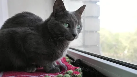 Portrait of a gray cat looking out the window. A beautiful view of a cat. Stock Footage 338028919