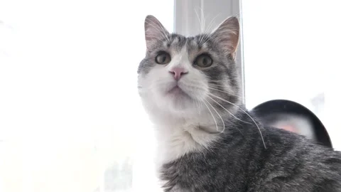 Portrait of a gray cat looking out the window. A beautiful view of a cat. Stock Footage 338028922