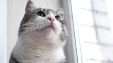 Portrait of a gray cat looking out the window. A beautiful view of a cat. Stock Footage 338029285
