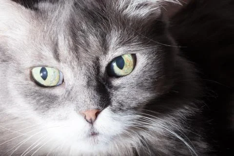 Portrait of gray cat Foto stock