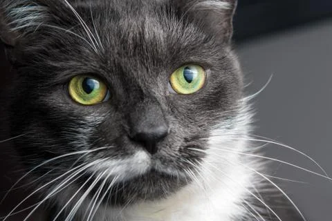 Portrait of a gray cat Stock Photos