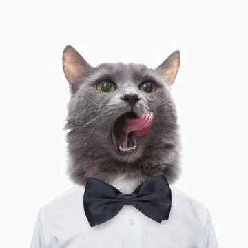 Portrait of a gray cat 写真素材