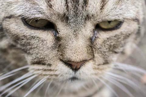 Portrait of a gray cat Stock Photos