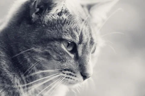 Portrait of a gray cat Stock Photos