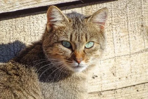 Portrait of a gray cat Stock Photos
