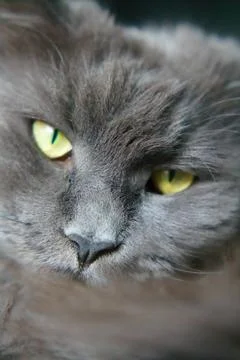 Portrait of a Gray Cat Stock Photos