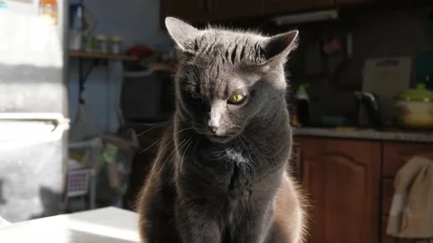 Portrait of a gray cat sitting on a table in the sunlight. Stock Footage 232090651