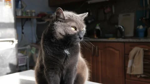 Portrait of a gray cat sitting on a table in the sunlight. Stock Footage 232090684