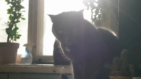 Portrait of a gray cat sitting on a table in the sunlight. Stock Footage 232090685