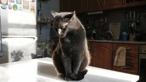 Portrait of a gray cat sitting on a table in the sunlight. Stock Footage 232090690