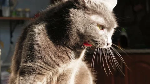 Portrait of a gray cat sitting on a table in the sunlight. Stock Footage 232090711