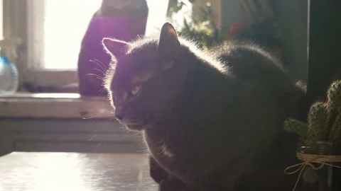 Portrait of a gray cat sitting on a table in the sunlight. Stock Footage 232090737