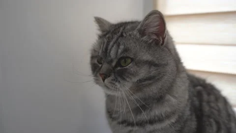 Portrait of a gray cat sitting on a windowsill Stock Footage 149494224