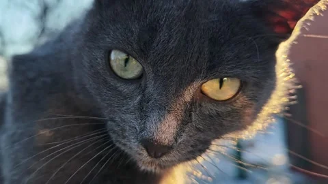 Portrait of a gray cat at the sunset Stock Footage 312472808