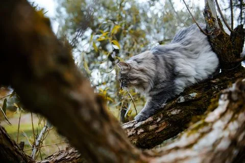 Portrait of a gray cat on a tree. Stock Photos