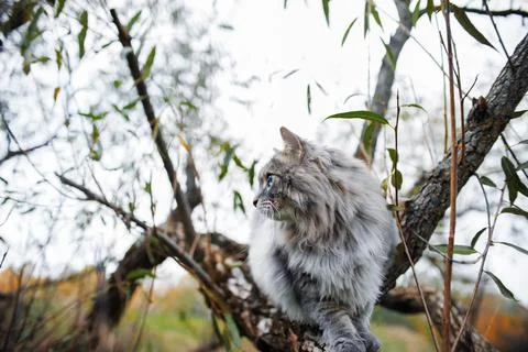 Portrait of a gray cat on a tree. Stock Photos