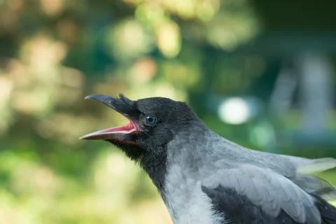 Portrait of a gray crow. Stock Photos