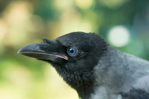 Portrait of a gray crow. Stock Photos