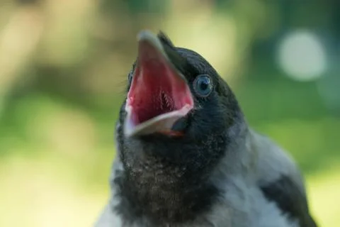 Portrait of a gray crow. Foto stock