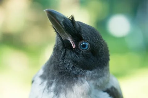 Portrait of a gray crow. Stock Photos
