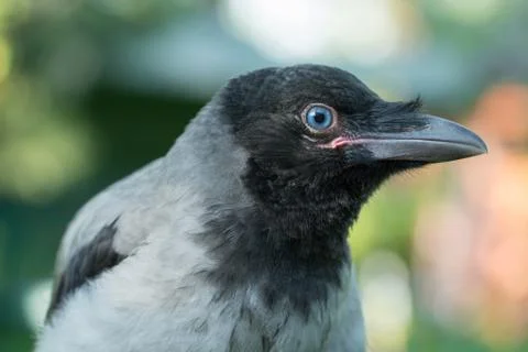 Portrait of a gray crow. Stock Photos