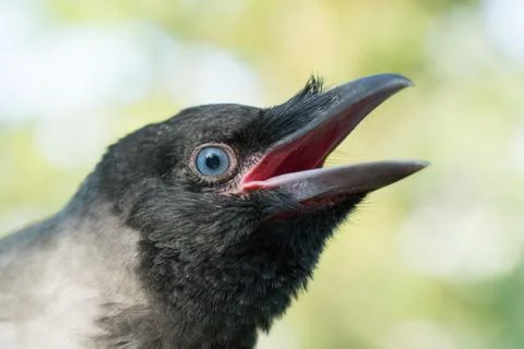 Portrait of a gray crow. Foto stock