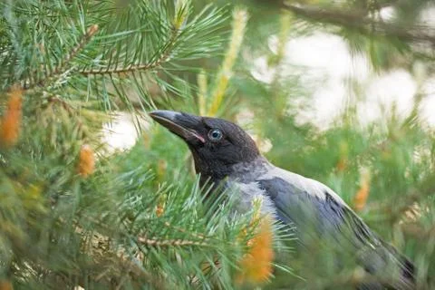 Portrait of a gray crow. Stock Photos